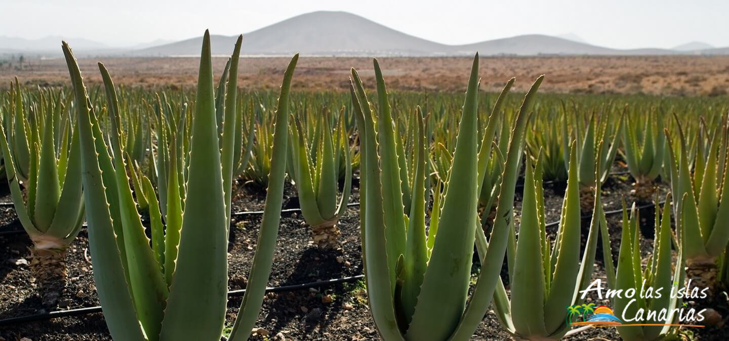 8 aloes