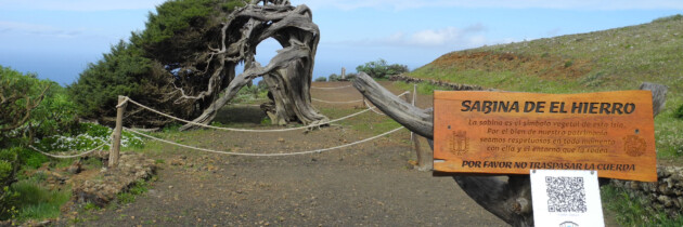 arbol la sabina en el hierro fotos del sabinar lugares para visitar en las islas canarias senderismo naturaleza españa