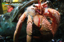 cangrejo ermitaño crustaceos en canarias fotografias especies acuaticas españa tenerife fuerteventura