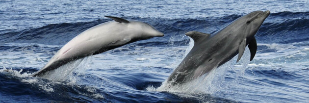 Fotos de delfines en Tenerife de buceo y marinas