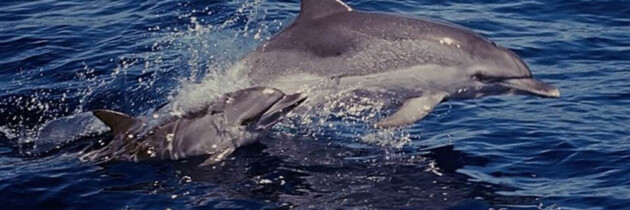 delfines Buceo y marinas fotos de Tenerife