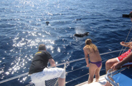 Fotografias de delfines y Marinas en Tenerife