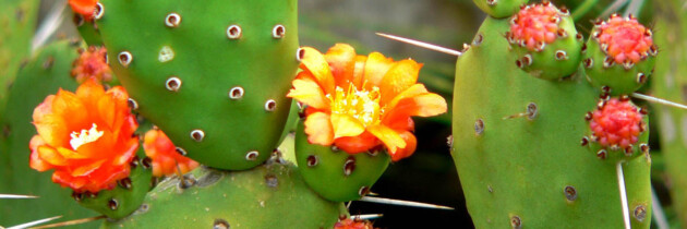 foto de tunos pencas higos picos de canarias en flor islas canarias españa