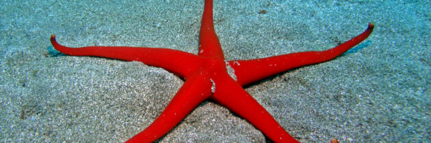 fotos de equinodermo estrella de mar islas canarias tenerife gran canaria fuerteventura el hierro