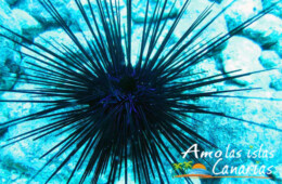 fotos de erizo de mar negro animales acuaticos fondales marinos de las islas canarias españa