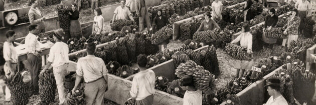 fotos de la postguerra recogida de platanos en las islas canarias españa