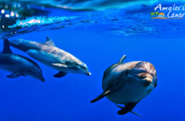 fotos de las especies de cetaceos en canarias delfines en el atlantico especies marinas especies acuaticas