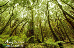 fotos de los mejores parques nacionales españoles islas canarias la gomera garajonai bosques laurisilva turismo