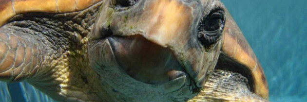 fotos de tortugas en canarias especies acuaticas atlantico tenerife fuerteventura lanzarote islas canarias imagenes