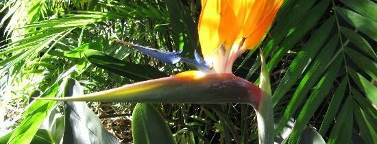 fotos del jardin botanico en el puerto de la cruz imagenes plantas de las islas canarias tenerife