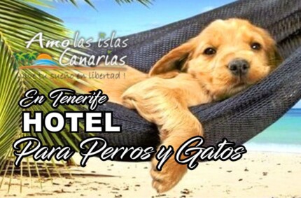 Hotel para perros en Tenerife Islas Canarias aceptan perros animales en Tenerife sur MASCOTS