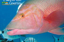 imagenes de la fauna marina de canarias pez oseo pejeperro peces de tenerife el hierro la gomera fuerteventura españa