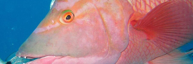 imagenes de la fauna marina de canarias pez oseo pejeperro peces de tenerife el hierro la gomera fuerteventura españa