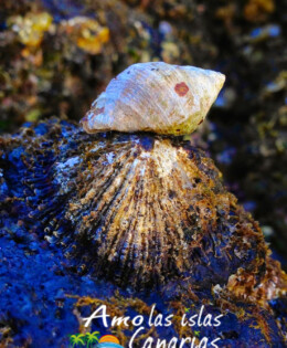 lapas burgados en las costas de canarias crustaceos imagenes oceano atlantico