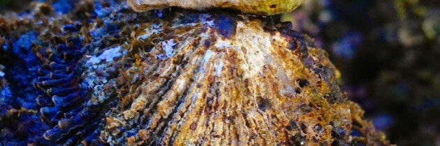 lapas burgados en las costas de canarias crustaceos imagenes oceano atlantico
