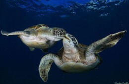 fotos de tortugas en Tenerife buceo