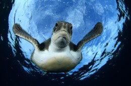 fotos de las tortugas en Tenerife buceo