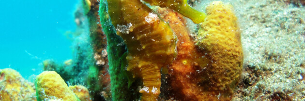 pez oseo caballito de mar en islas canarias fotos especies marinas atlantico amo las islas canarias fondos marinos