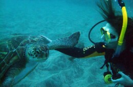 buceo con las tortugas en el mar de Tenerife